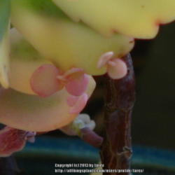 Location: At our garden - San Joaquin County, CA
Date: 2013-07-10
new plantlets forming at the leaf edges of Kalanchoe fedtschenkoi