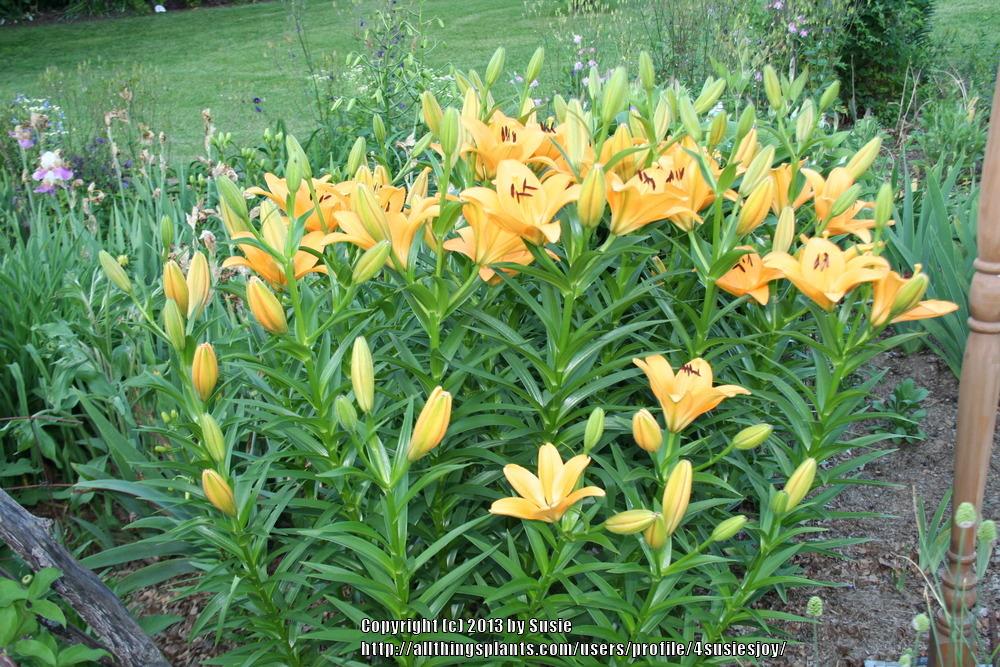 Photo of Lily (Lilium 'Salmon Classic') uploaded by 4susiesjoy