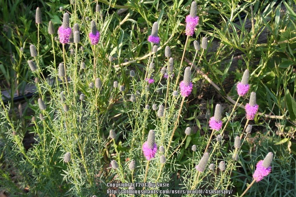 Photo of Purple Prairie Clover (Dalea purpurea) uploaded by 4susiesjoy