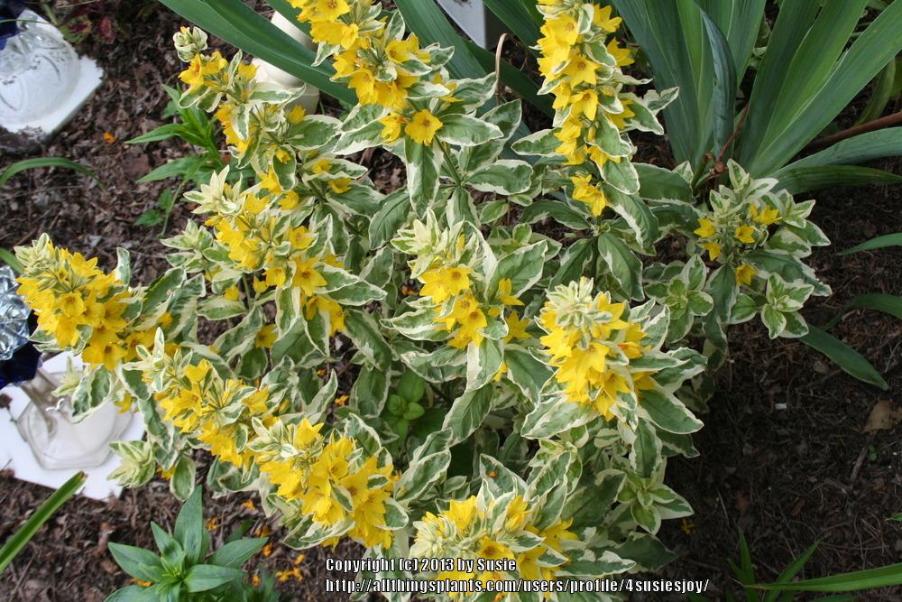 Photo of Variegated Yellow Loosestrife (Lysimachia punctata 'Alexander') uploaded by 4susiesjoy