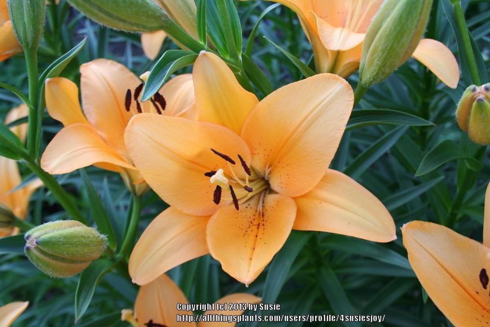 Photo of Lily (Lilium 'Salmon Classic') uploaded by 4susiesjoy