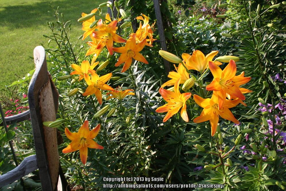 Photo of Lily (Lilium 'Gardenia') uploaded by 4susiesjoy