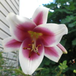 Location: ,Front Royal,Va
Date: 2012-06-25
This was last years first bloom from a bulb planted last March