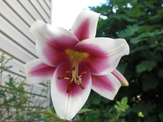 Photo of Lily (Lilium Triumphator) uploaded by Cahac