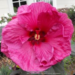 Location: Hidden Hills CA zone 10b
Date: 2013-07-11
Pictures just do not do this Hibiscus justice - a real stand out 