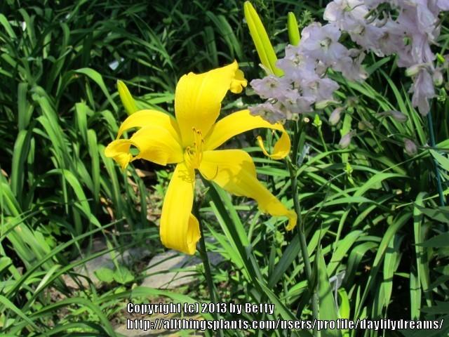 Photo of Daylily (Hemerocallis 'Banana Smoothie') uploaded by daylilydreams