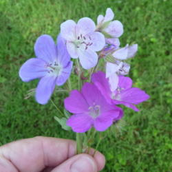 Location: Indiana zone 5
Date: 2013-07-11
a collection of different flowers