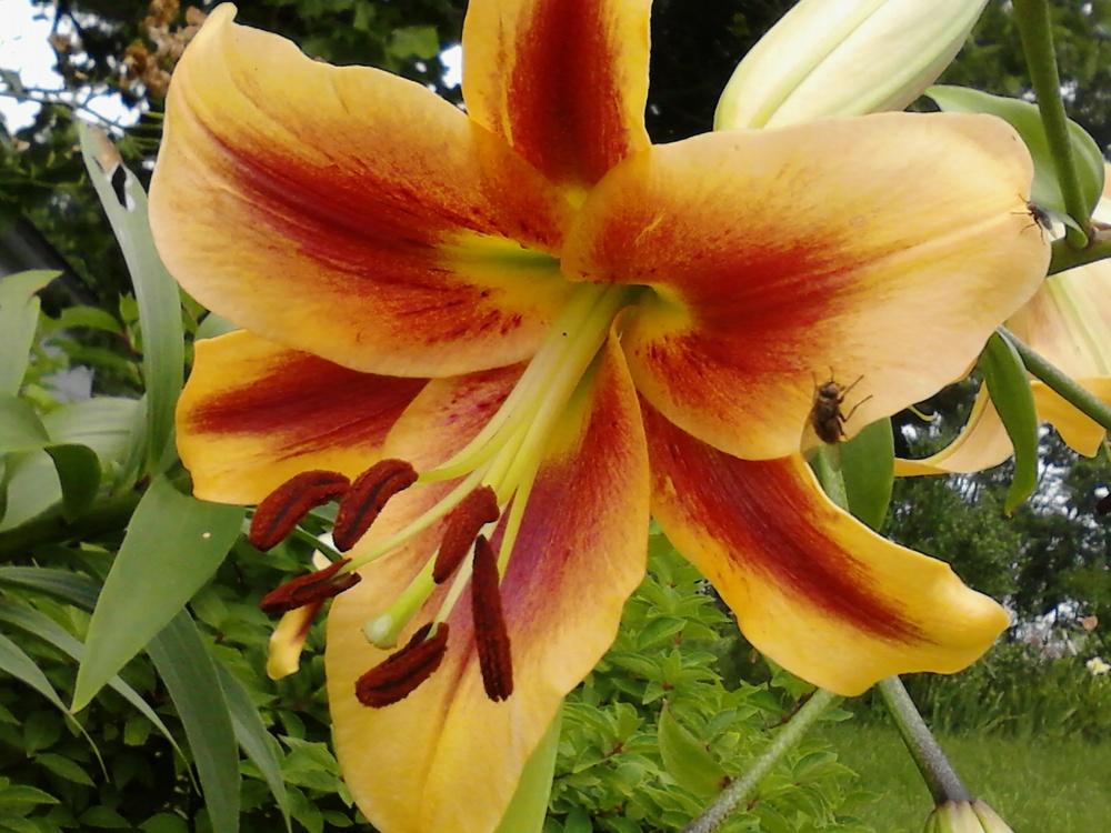 Photo of Lily (Lilium 'American West') uploaded by gemini_sage