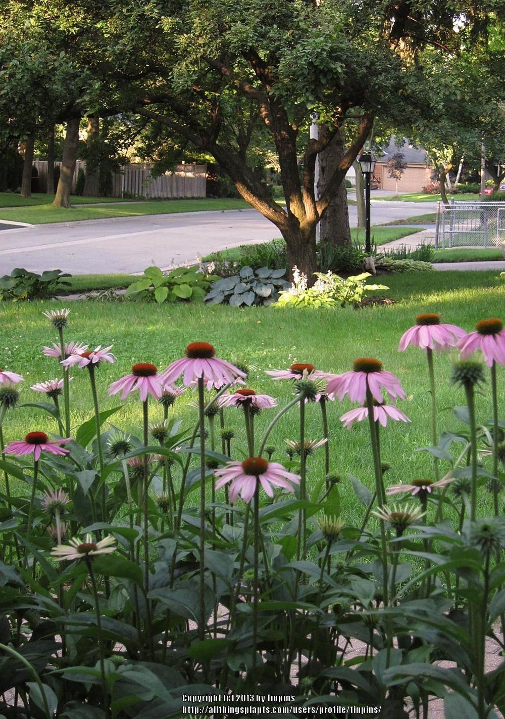 Photo of Coneflowers (Echinacea) uploaded by tinpins
