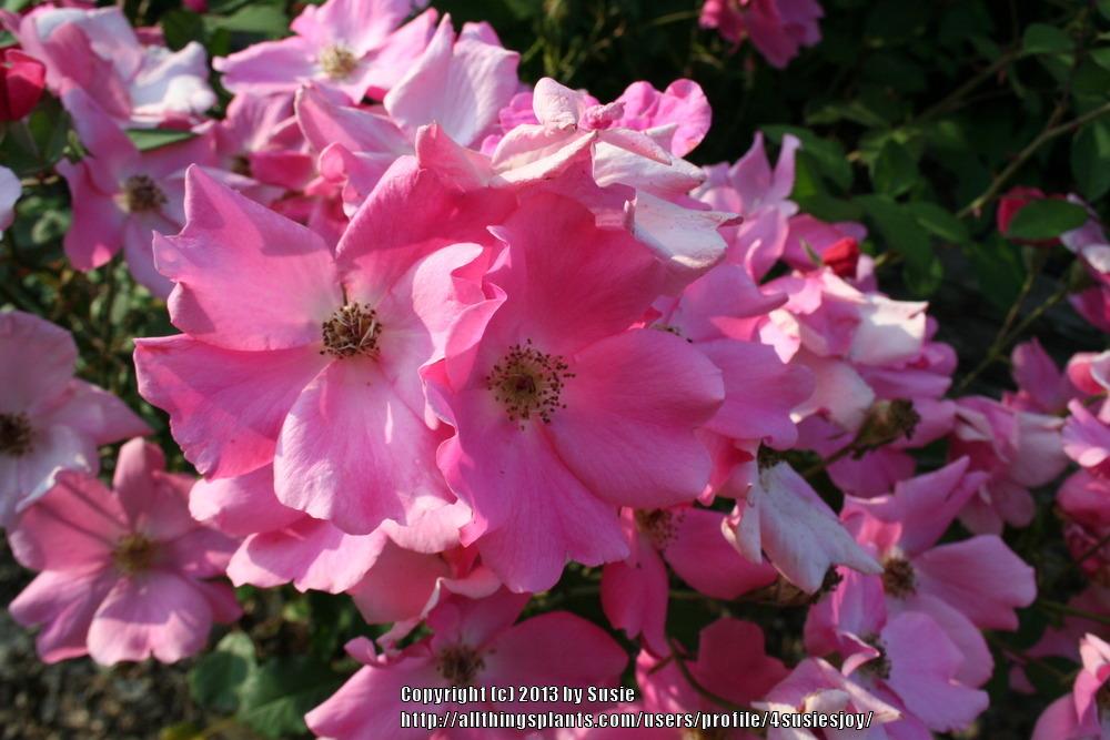 Photo of Rose (Rosa 'Betty Prior') uploaded by 4susiesjoy