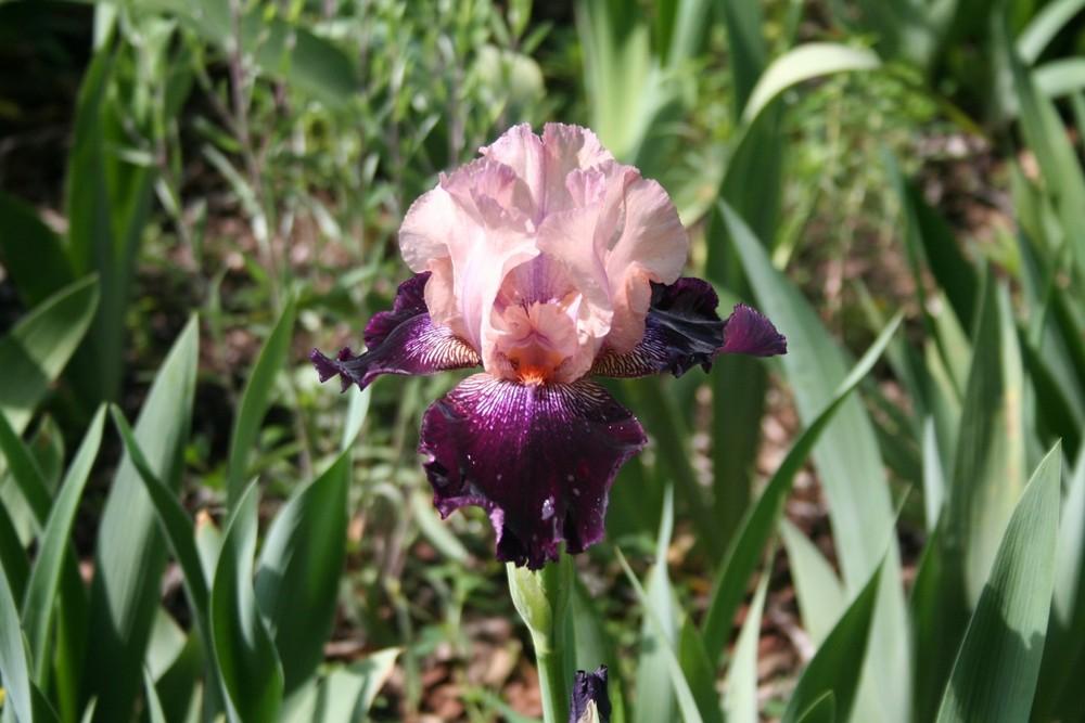 Photo of Tall Bearded Iris (Iris 'Wench') uploaded by KentPfeiffer