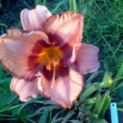 Location: my garden
Date: 2013-07-11 
First bloom on a newly planted lily