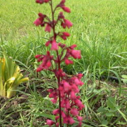 Location: my garden
Date: 2013-07-12 
first bloom first yr plant