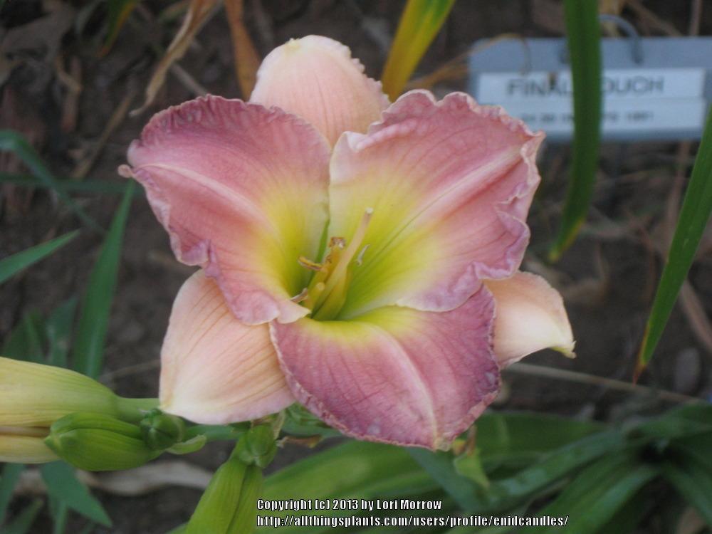 Photo of Daylily (Hemerocallis 'Final Touch') uploaded by enidcandles