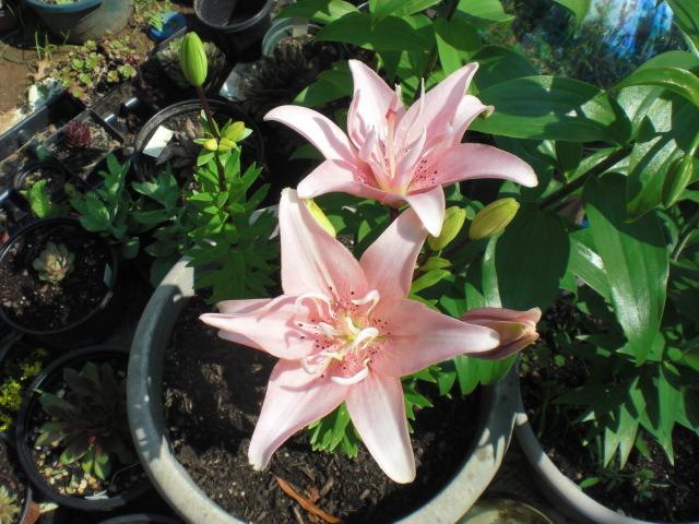 Photo of Lily (Lilium 'Elodie') uploaded by Cahac