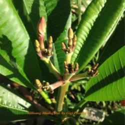 Location: Tampa, Florida
Date: 2nd week of July 2013
First inflo...promising blooms in a week or so.