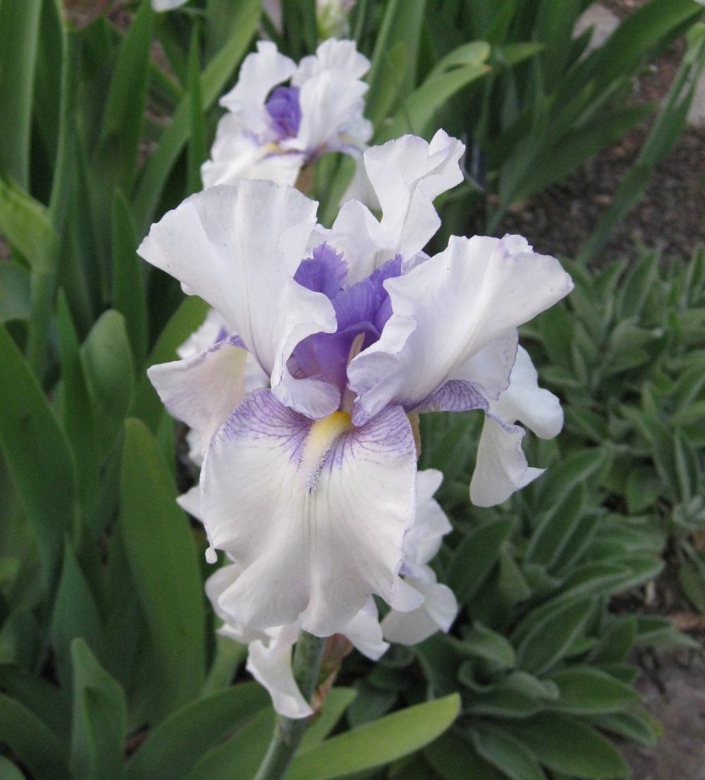 Photo of Tall Bearded Iris (Iris 'Hidden Surprise') uploaded by Polymerous