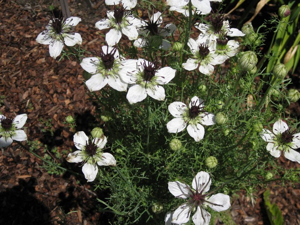 Photo of Spanish Love-in-a-Mist (Nigella hispanica 'African Bride') uploaded by Polymerous
