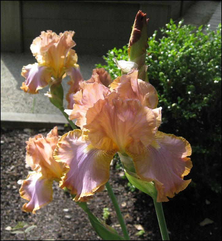 Photo of Tall Bearded Iris (Iris 'Afternoon Delight') uploaded by Polymerous