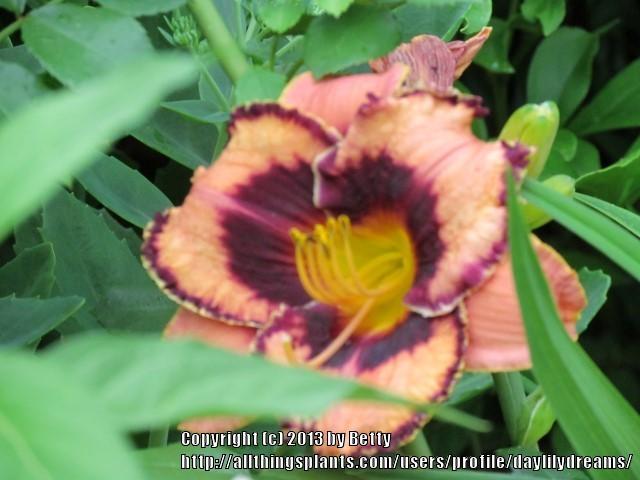 Photo of Daylily (Hemerocallis 'Awesome Blossom') uploaded by daylilydreams