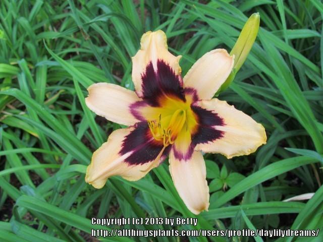 Photo of Daylily (Hemerocallis 'Egyptian Queen') uploaded by daylilydreams