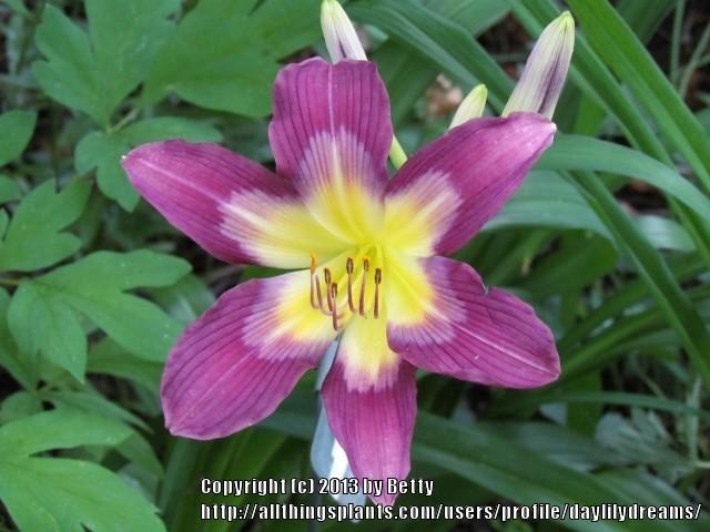 Photo of Daylily (Hemerocallis 'Tanzanite') uploaded by daylilydreams
