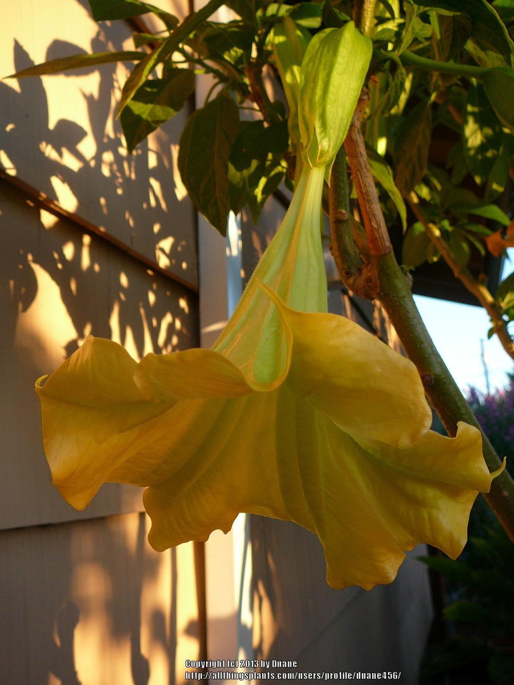 Photo of Angel Trumpet (Brugmansia 'Tropical Sunset') uploaded by duane456