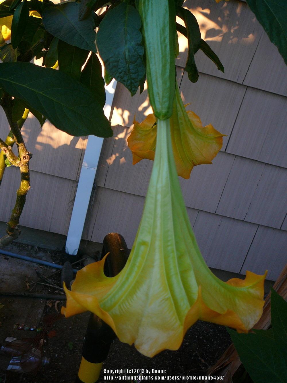 Photo of Angel Trumpet (Brugmansia 'Tropical Sunset') uploaded by duane456