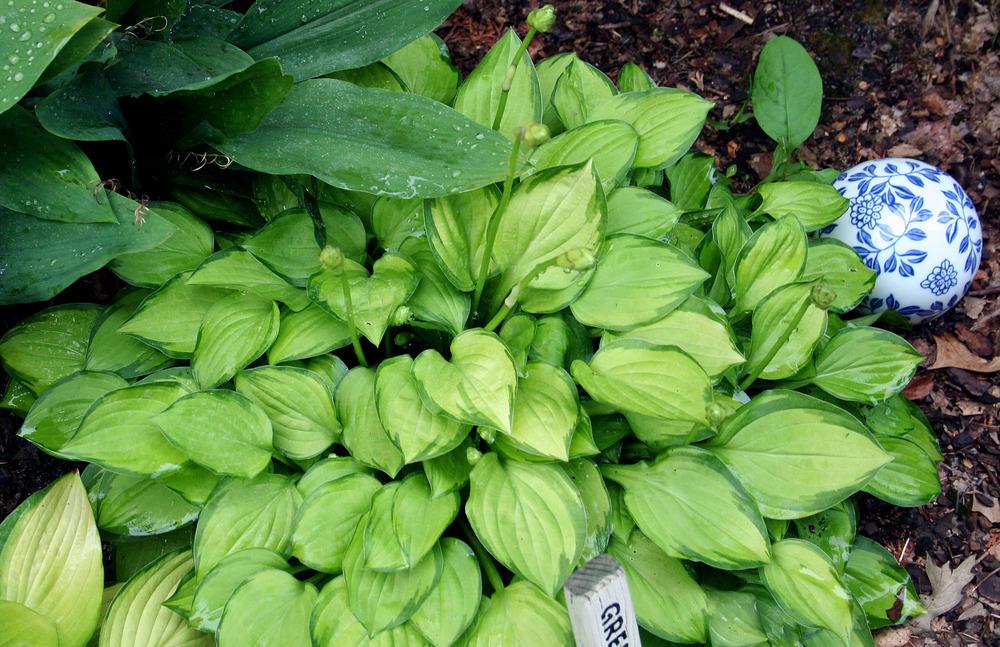 Photo of Hosta 'Green with Envy' uploaded by floota