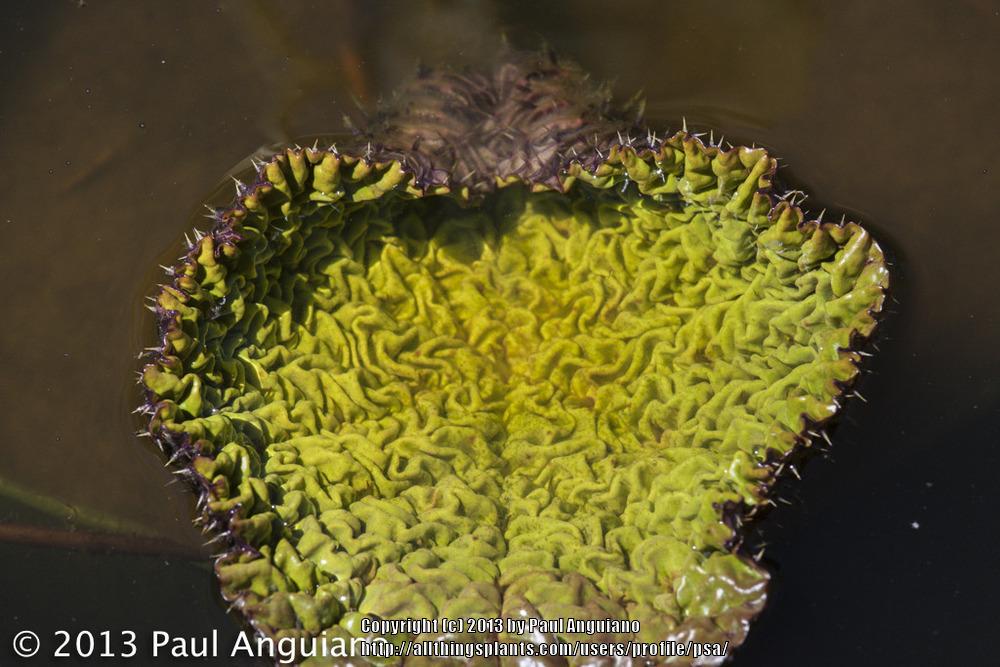Photo of Prickly Water Lily (Euryale ferox) uploaded by psa