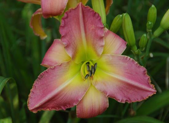 Photo of Daylily (Hemerocallis 'Waves Become Wings') uploaded by shive1