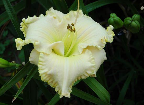 Photo of Daylily (Hemerocallis 'Queen of Narnia') uploaded by shive1