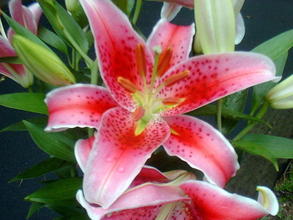 Photo of Oriental Lily (Lilium 'Star Gazer') uploaded by vic