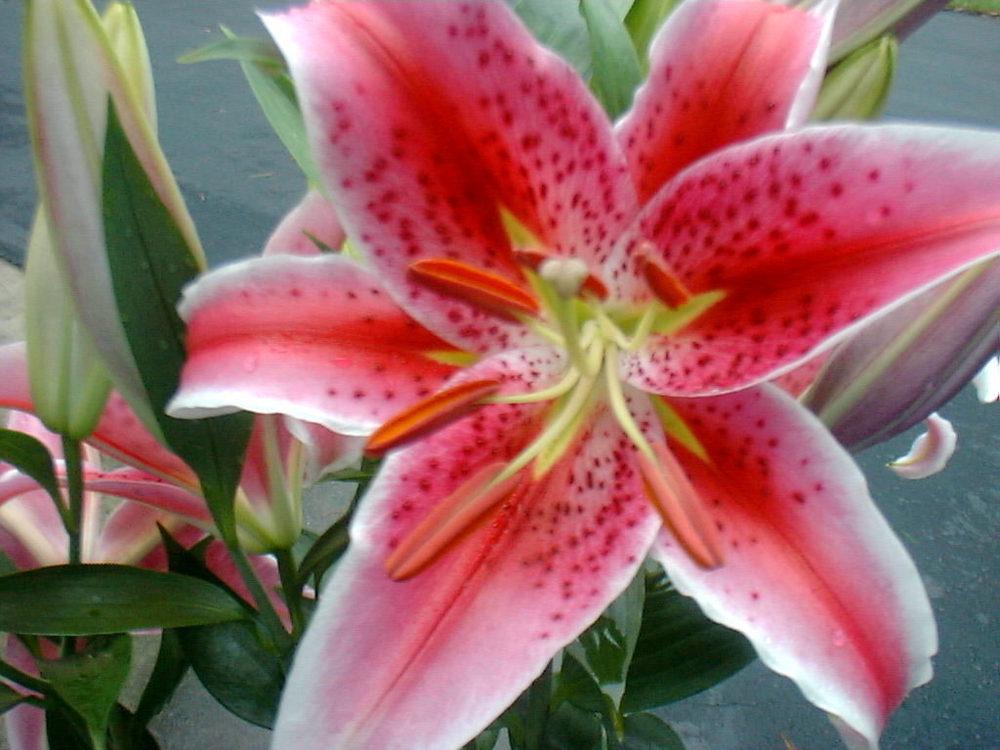 Photo of Oriental Lily (Lilium 'Star Gazer') uploaded by vic