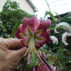 Location: ,Front Royal,Va
Date: 2013-07-13
this is a 1st year bloom