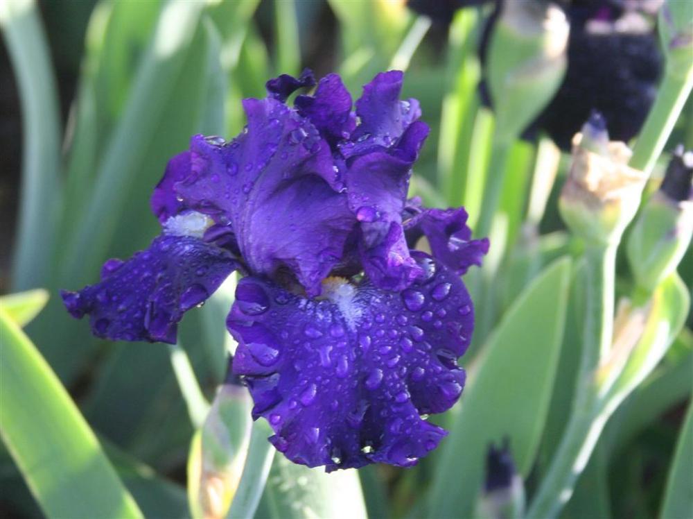 Photo of Tall Bearded Iris (Iris 'Circle of Light') uploaded by KentPfeiffer