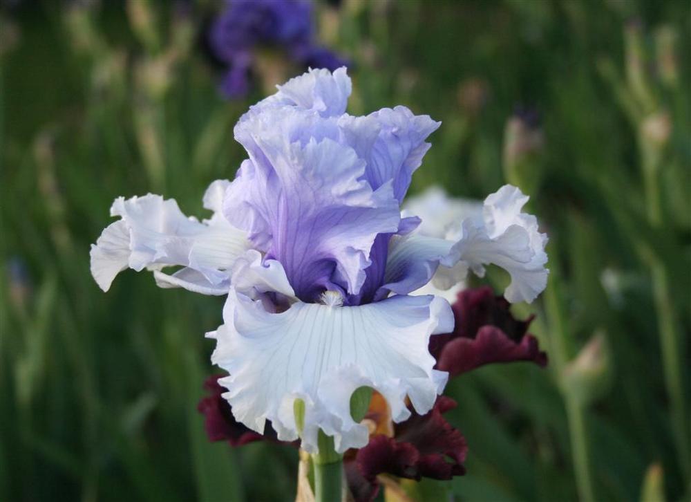 Photo of Tall Bearded Iris (Iris 'Classicana') uploaded by KentPfeiffer