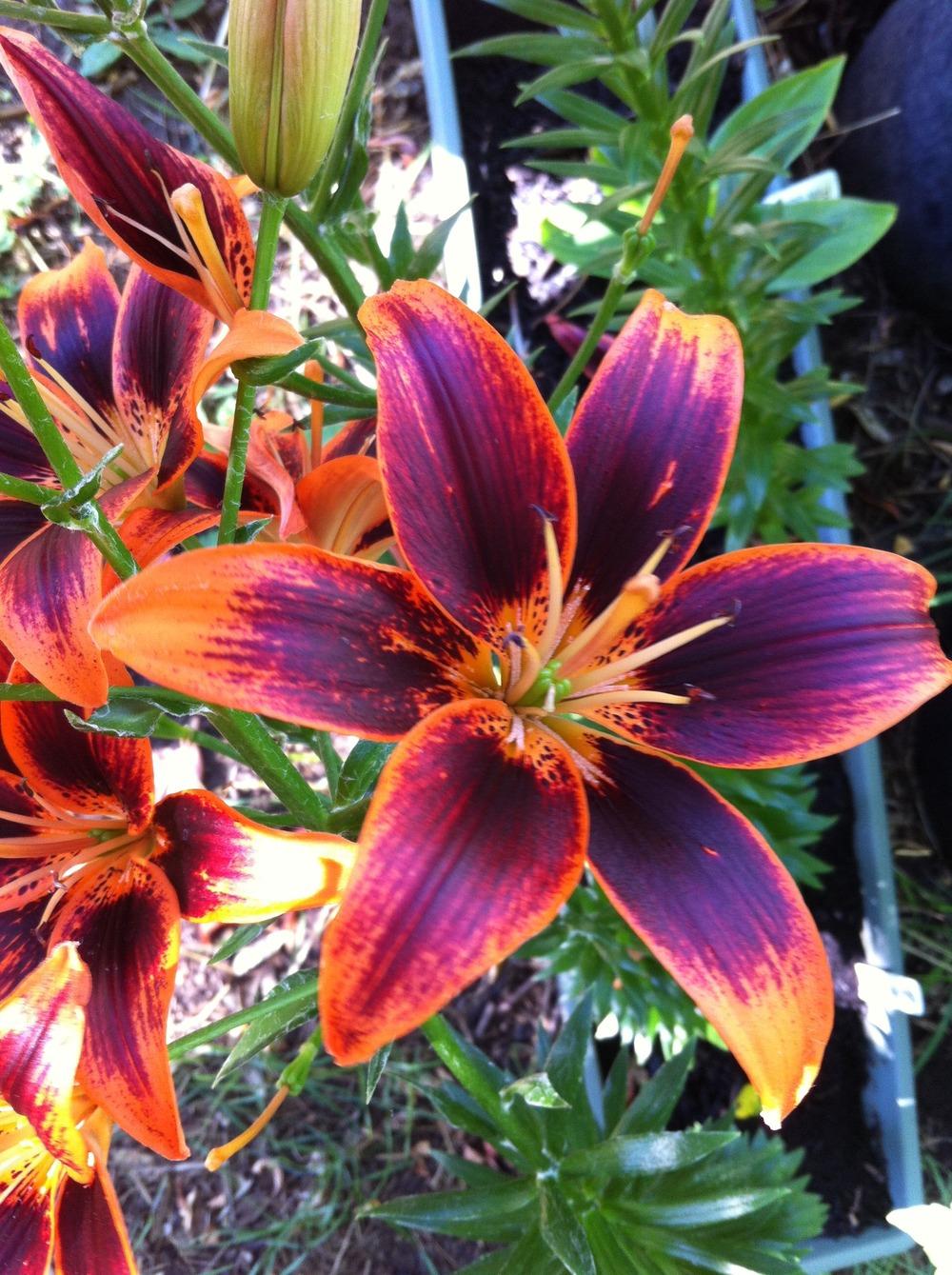 Photo of Lily (Lilium 'Starlette') uploaded by Patti1957