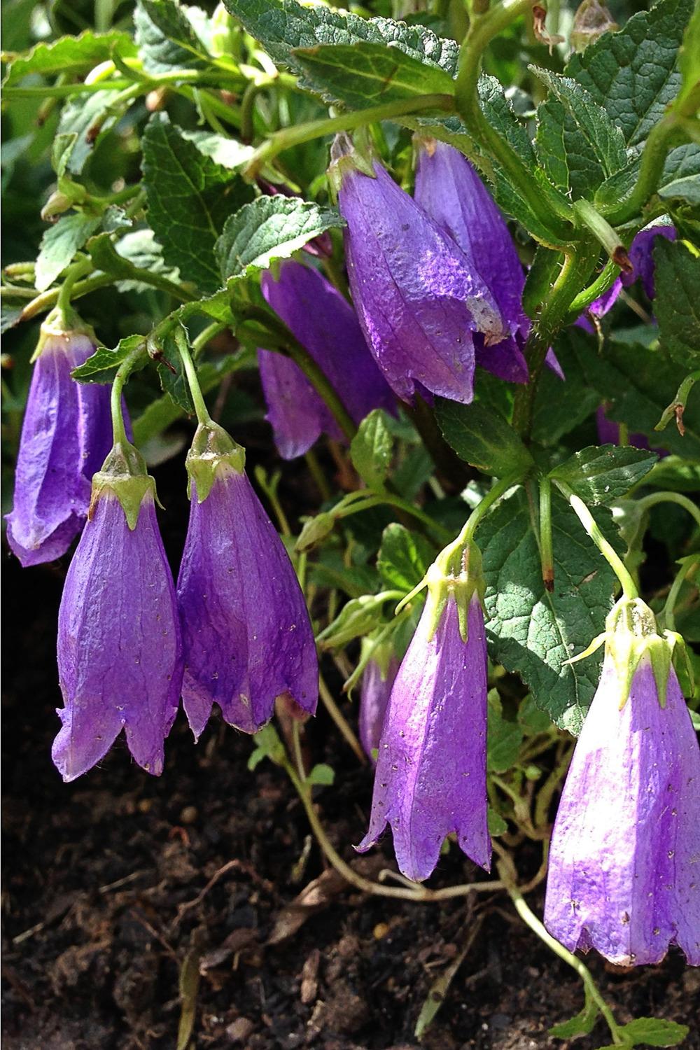 Photo of Bell Flower (Campanula Ringsabell™ Indigo Blue) uploaded by clintbrown
