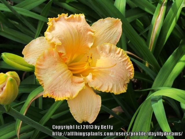 Photo of Daylily (Hemerocallis 'Inherited Wealth') uploaded by daylilydreams