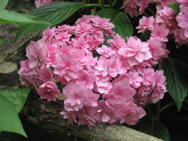 Photo of Lacecap Hydrangea (Hydrangea macrophylla Double Delights™ Expression) uploaded by tgarden711