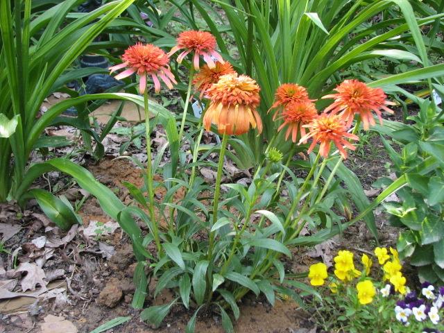 Photo of Coneflower (Echinacea 'Summer Salsa') uploaded by tgarden711