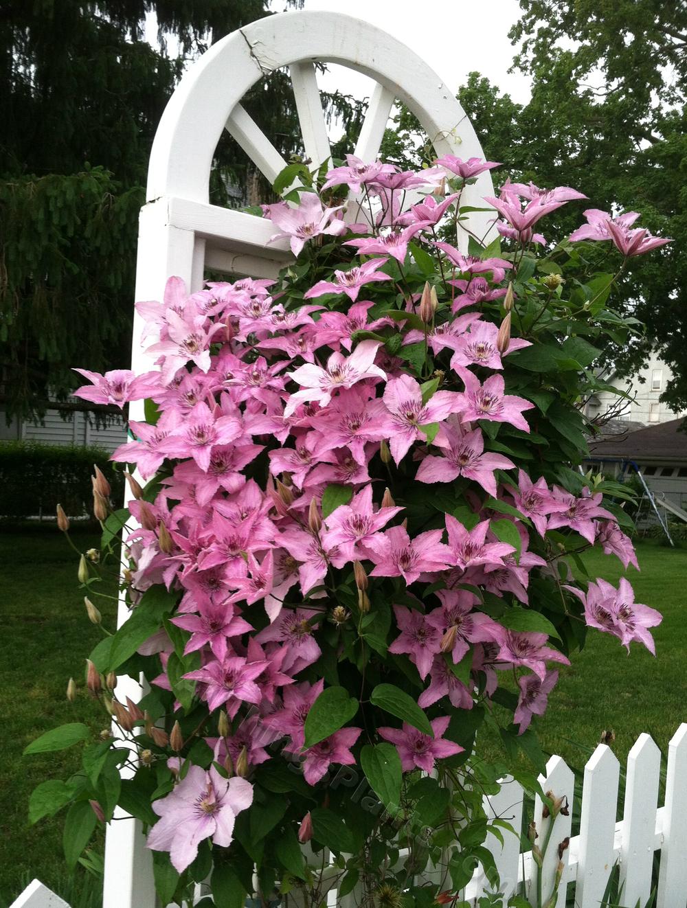 Photo of Clematis Pink Chiffon™ uploaded by BookerC1