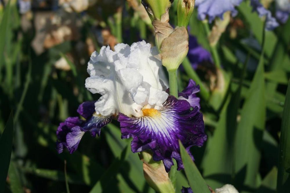 Photo of Tall Bearded Iris (Iris 'Dancing Star') uploaded by KentPfeiffer