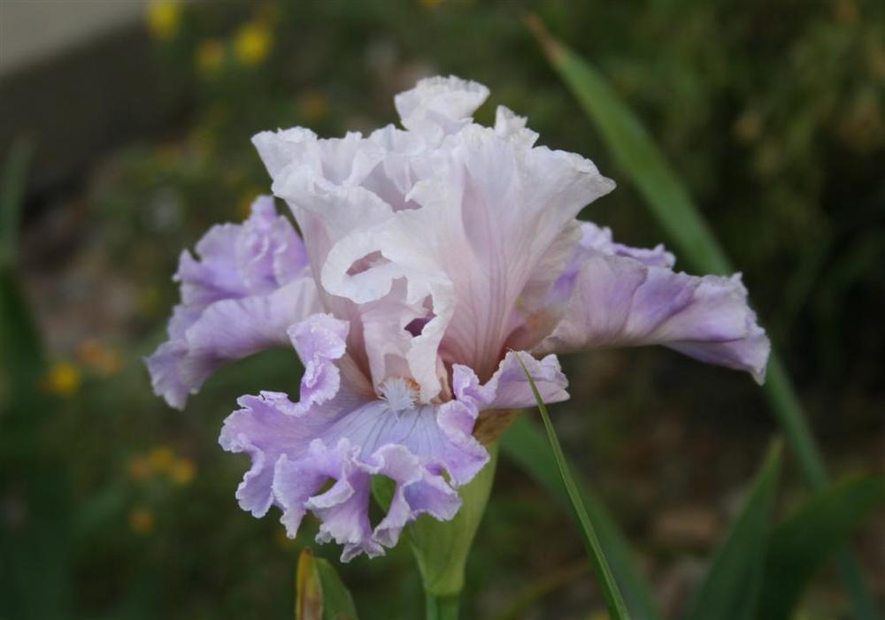 Photo of Border Bearded Iris (Iris 'Dance Card') uploaded by KentPfeiffer