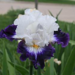 Location: My garden in southeast Nebraska
Date: 2012-04-28