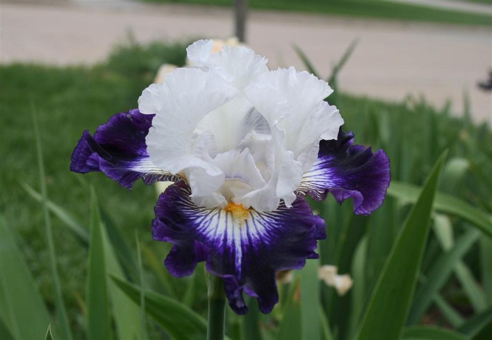 Photo of Tall Bearded Iris (Iris 'Dancing Star') uploaded by KentPfeiffer