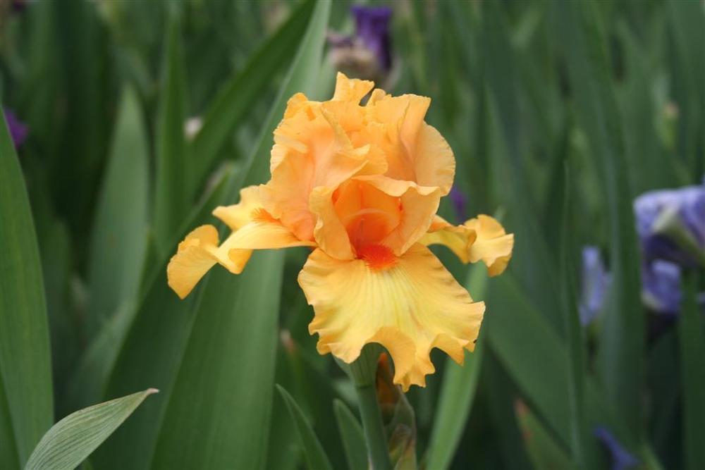 Photo of Tall Bearded Iris (Iris 'Crackling Caldera') uploaded by KentPfeiffer