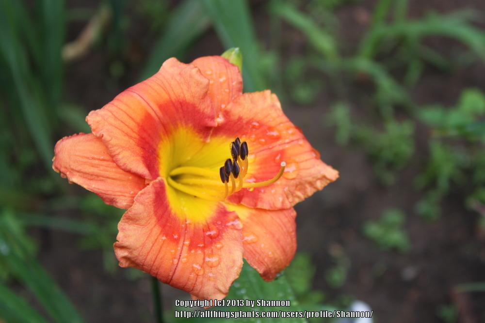 Photo of Daylily (Hemerocallis 'Westbourne Fireside Chats') uploaded by Shannon
