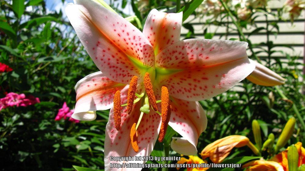 Photo of Lily (Lilium 'Salmon Star') uploaded by flowersrjen